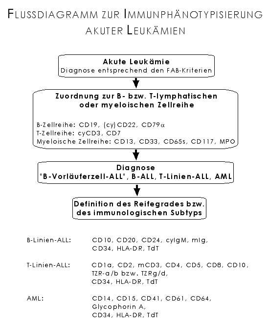 Fludiagramm akute Leukmien