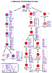 Lymphatische Differenzierung