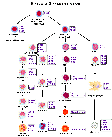 Myeloische Diffrenzierung