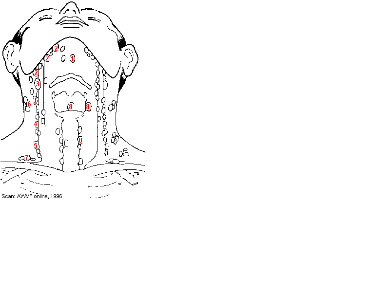 Abbildung Lymphknotendissektion